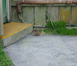 A skua chick wandering around the Met enclosure at Macca