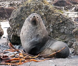 Proud looking Antarctic fur seal on the beach at Secluded Bay