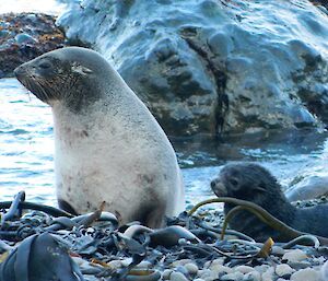 Female fur seal and pup — born while we watched at a distance
