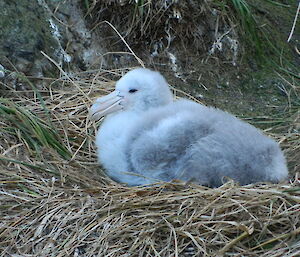 A giant petrel chick now large enough to be left alone while its parents are out foraging for food
