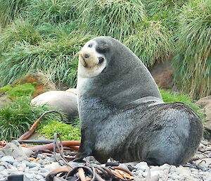 A male subantarctic seal with his distinctive two tone colour coat and mohawk