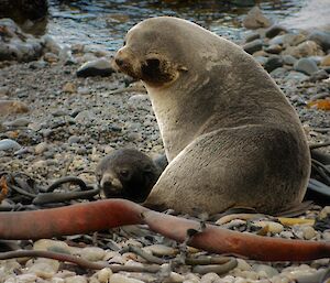 Female fur seal and pup on the beach at Secluded Bay
