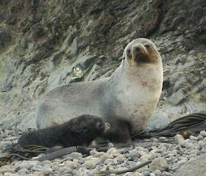 A watchful female fur seal and pup