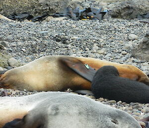 Tagged female fur seal with suckling pup on the beach at Secluded Bay