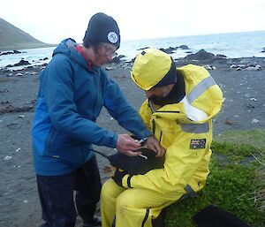 Parks and Wildlife Rangers sample the blood from a gentoo penguin as part of a study into avian diseases