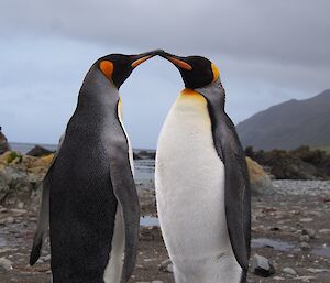Two king penguins touching beaks on the beach at Macquarie Island