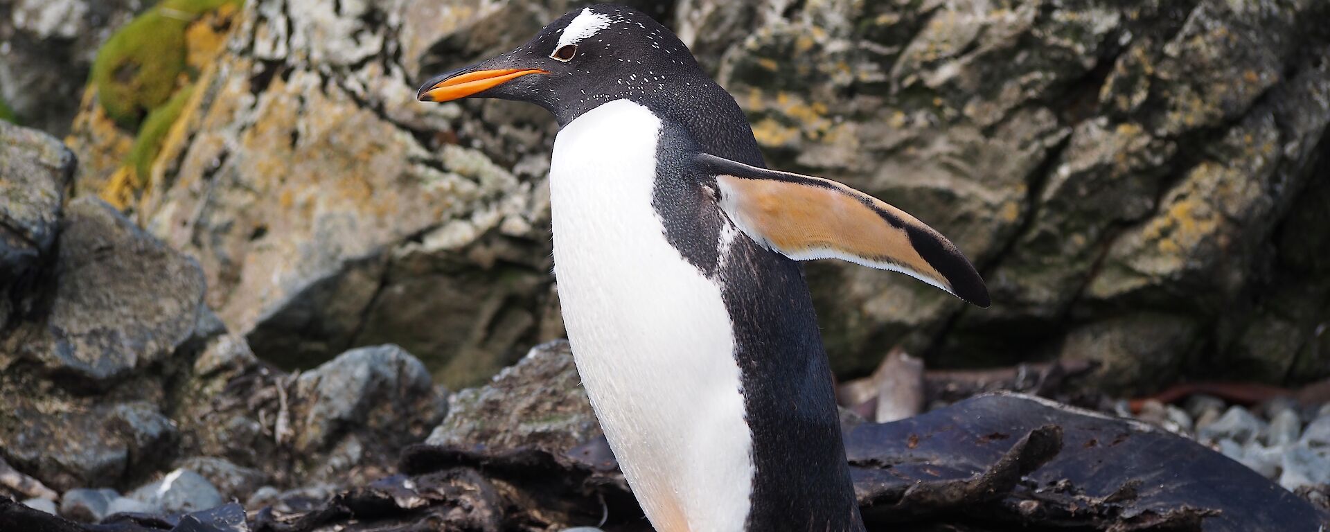 A gentoo penguin steps out on the beach at Macquarie Island