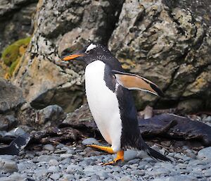 A gentoo penguin steps out on the beach at Macquarie Island