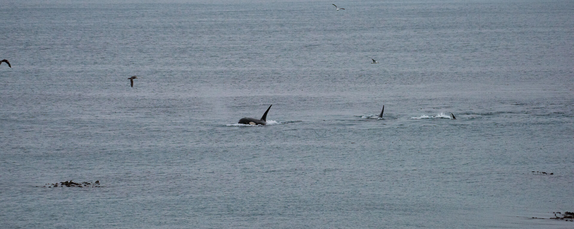 The distinctive dorsal fin of a large male orca (aka killer whale) in Buckles Bay on Macquarie Island’s east coast