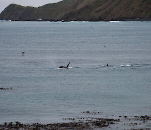 The distinctive dorsal fin of a large male orca (aka killer whale) in Buckles Bay on Macquarie Island’s east coast