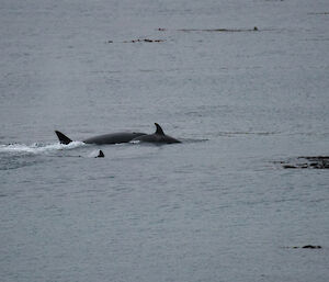There are several young and juvenile orcas travelling with the pod