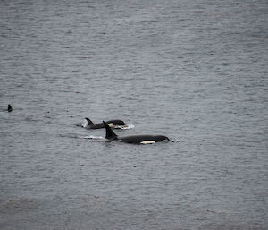 Another three members of the orca pod in Buckles Bay