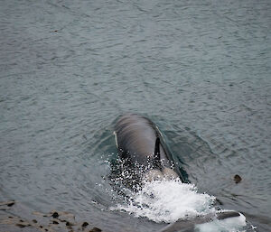 The large male orca in the pod makes a powerful lunge for a young ellie seal
