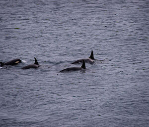 Five females or juvenile male orcas swimming together in Buckles Bay