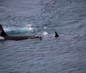 An ellie seal weaner in the mouth of the large orca male