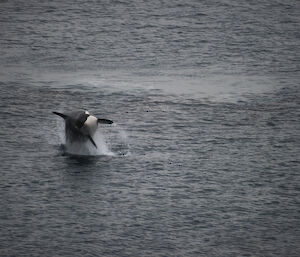 One of the orcas breaching — jumping for sheer joy it seems (following a good feed!)