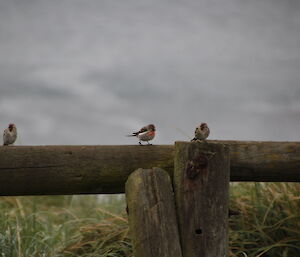 Two females and a male redpoll on one of the fence rails around station