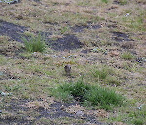 Two redpolls feeding on the ground around Macquarie Island station