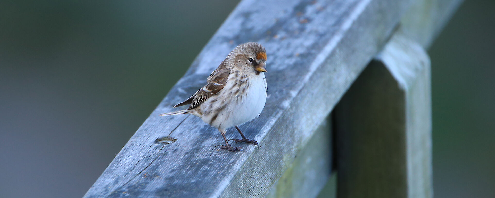 Female redpoll on the wooden handrail of the lookout on Razorback, Macquarie Island