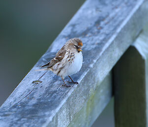 Female redpoll on the wooden handrail of the lookout on Razorback, Macquarie Island