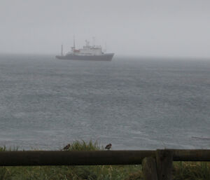 Three redpolls sitting on a fence at Macquarie Island with the small expedition cruise ship the Professor Khromov in the background