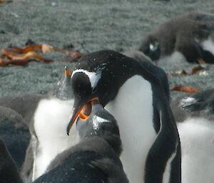 Parent gentoo penguin feeding its chick