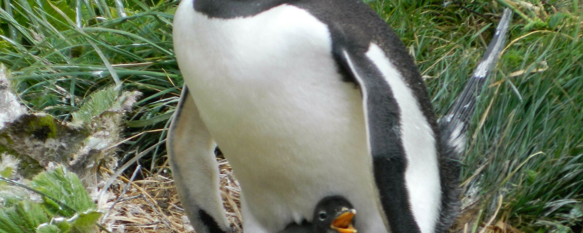 Gentoo penguin with a small hungry chick