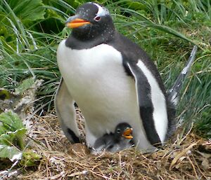 Gentoo penguin with a small hungry chick