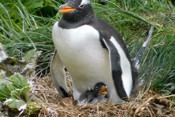 Gentoo penguin with a small hungry chick
