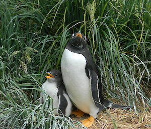 Parent gentoo penguin guarding its chick