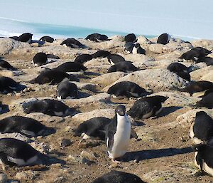 Adelie penguin incubating eggs