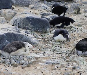 White Adelie penguin