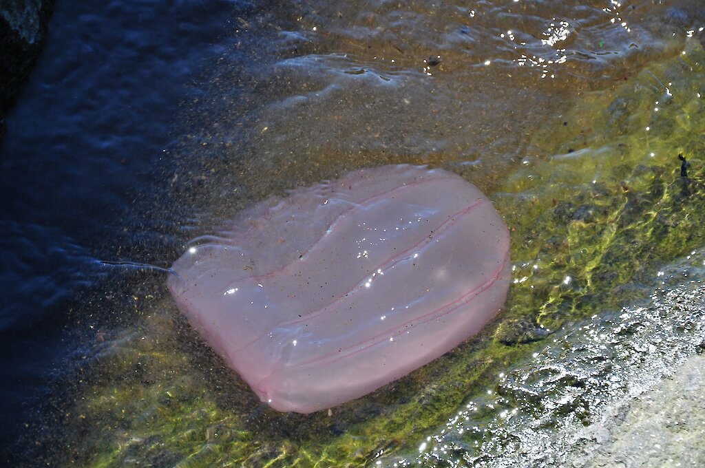 This week at Mawson 27 February 2015 — Australian Antarctic Program