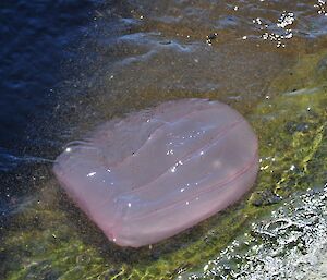 Brightly coloured Jellyfish