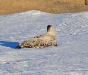 A Weddell seal enjoying the sun