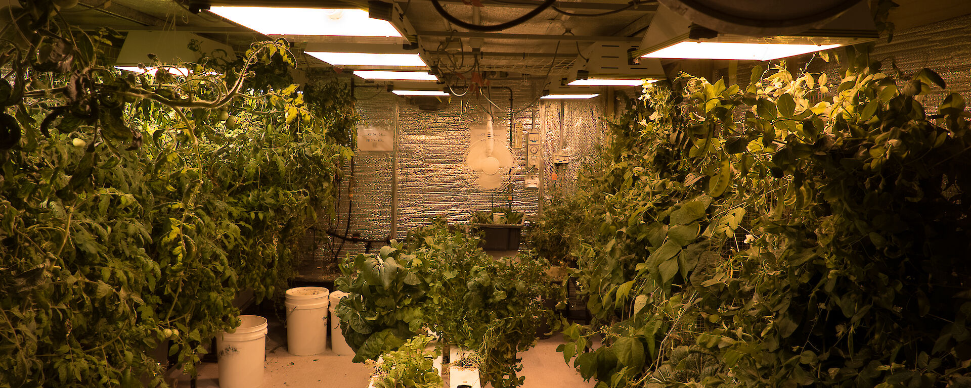 A lot of work is required to clean hydroponics