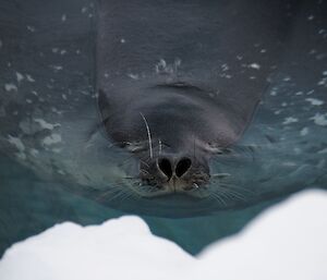 the weddell seals has just its nose out of water catching some breaths