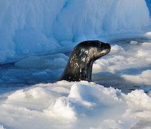 Weddell seal searching for a way out of the water onto the ice around Horsde Shoe harbour