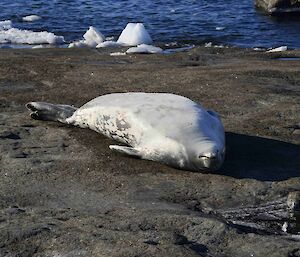 Weddell seal sound asleep on the rock shore