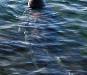 Weddell seal still in the water