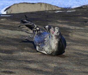 Weddell seal waking up from a good sleep in the sun