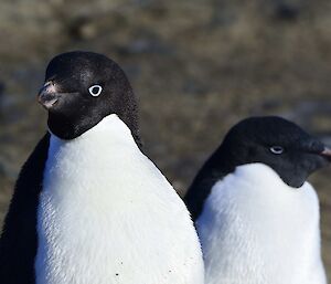 Two adelie penguins at Mawson, one facing camera and one facing right