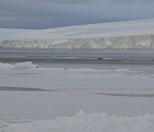 Minke whale hump seen from a distance in the waters off Mawson station