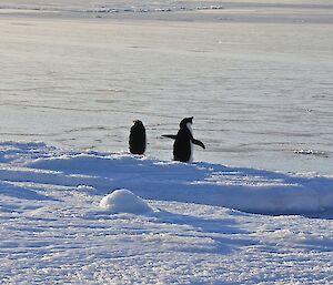 Two Adelie penguins surveying the new sea ice