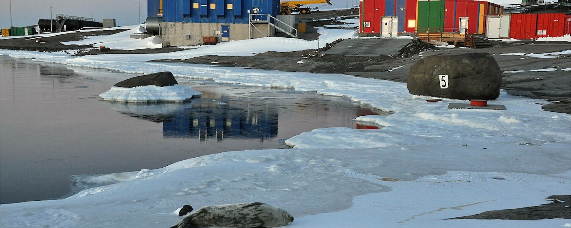 Chippies workshop and power house in the late afternoon sunlight, seal in foreground sleeping