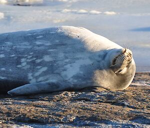 Weddell seal which returned to Mawson
