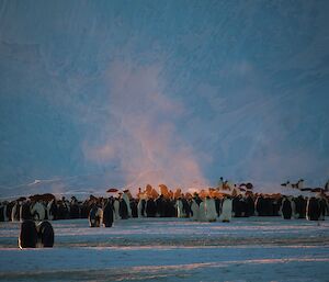 Heat can be seen coming up from where the penguins huddle together