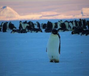 An inquisitive emperor penguin comes towards Kim to find out what he is