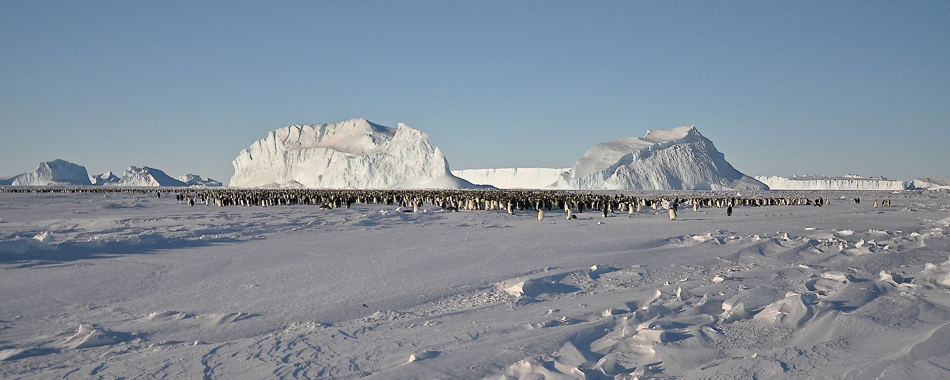 The Auster emperor penguin colony with large icebergs in the background.