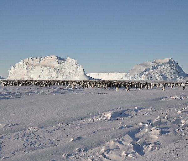 The Auster emperor penguin colony with large icebergs in the background.